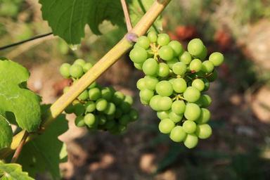 grapes-green-grapes-nature-green-439301.jpg