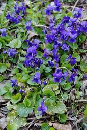 violets-violet-florets-spring-708194.jpg