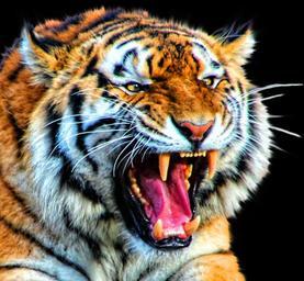 tiger-cat-animal-nature-big-1128493.jpg