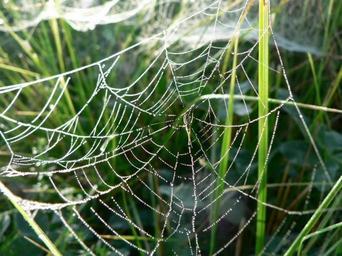 Dew covered spider web.jpg
