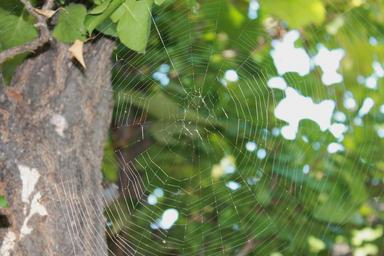 spider-web-web-tree-cobweb-trap-1021983.jpg