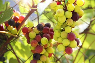 grapes-vine-blue-winegrowing-wine-975594.jpg