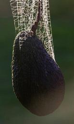 spider-s-web-web-avocado-tangle-644925.jpg