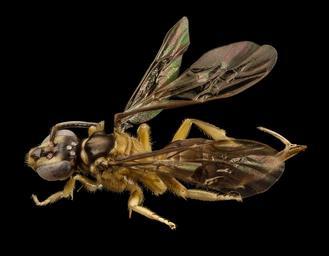 bee_pale_tan,_f,_colombia,_angle_2014-08-08-16.44.34_ZS_PMax.jpg