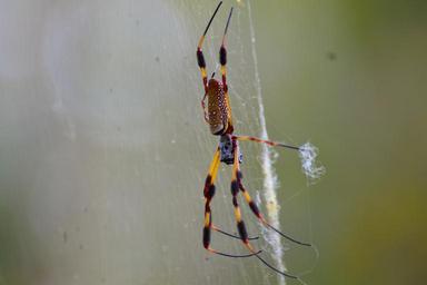 spider-web-florida-nature-1224698.jpg
