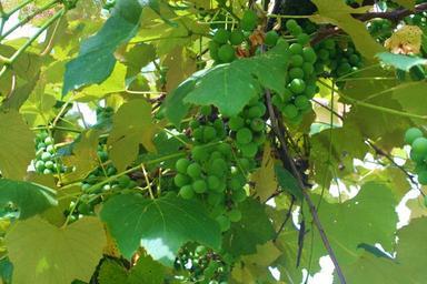 grapes-grapevine-green-grape-food-113148.jpg