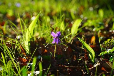 wald-violet-violet-flower-blossom-324015.jpg