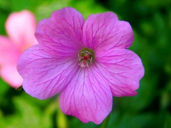 violet-flower-purple-flower-pollen-1611223.jpg
