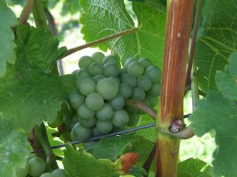 grape-read-vineyard-grapes-424919.jpg