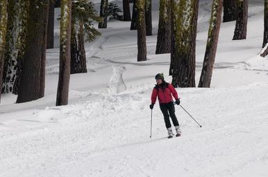 Skier_skiing_in_front_of_mossy_trees.jpg