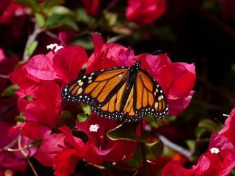 butterfly-monarch-butterfly-384309.jpg
