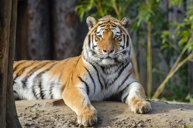 Tiger.jpg
