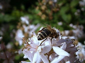 bee-bees-honey-bee-insect-356198.jpg
