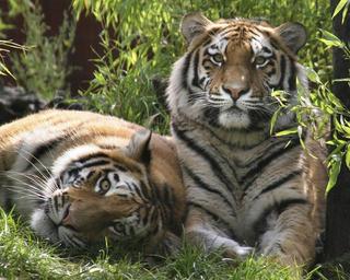 tigers-carnivore-nature-siberian-1132768.jpg
