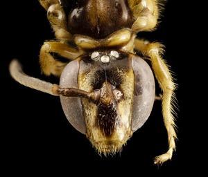 bee_pale_tan,_f,_colombia,_face_2014-08-08-16.54.39_ZS_PMax.jpg