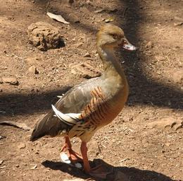 Duck, Plumed Whistling Sep 09.jpg
