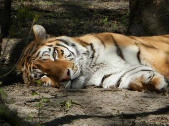 siberian-tiger-tiger-zoo-731994.jpg