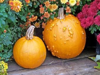 pumpkins-thanksgiving-harvest-19770.jpg