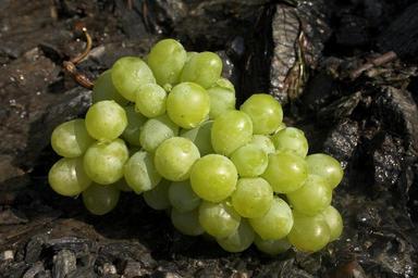 grapes-green-fruit-table-grapes-63093.jpg