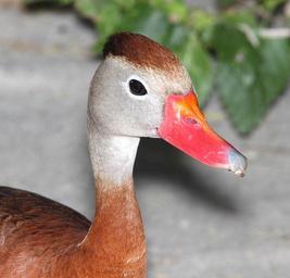 003_-_BLACK-BELLIED_WHISTLING-DUCK_(4-19-12)_convention_center,_south_padre_island,_tx_(2).jpg