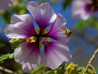 Bees purple flowers.jpg