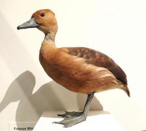 Dendrocygna bicolor (Fulvous whistling duck) - Oakland Museum of California - DSC05292.JPG