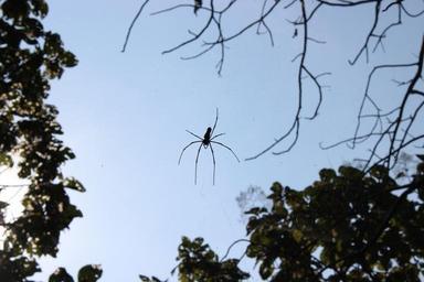 spider-spider-web-arachnid-creepy-344969.jpg