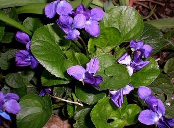 violet-viola-purple-plant-flower-326920.jpg
