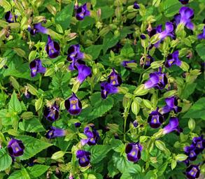 violet-flowers-garden-plant-violet-1675675.jpg