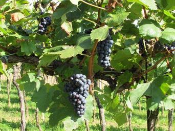 grapes-wine-vine-blue-grapes-blue-462392.jpg