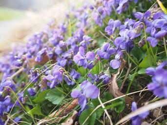 scented-violets-violet-flower-1077152.jpg