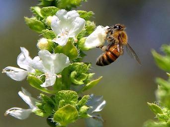 Bees pollenating basil.jpg