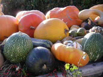 thanksgiving-autumn-pumpkin-204886.jpg