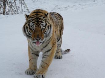 siberian-tiger-harbin-winter-snow-1007505.jpg