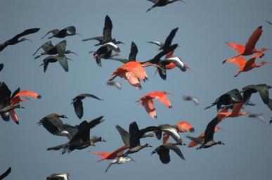 ibis-bird-crow-flies-545224.jpg