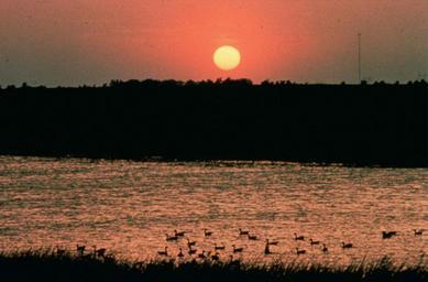 Sunset over wetlands with birds in water.jpg