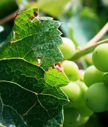 grape-vine-grapes-green-leaves-234725.jpg