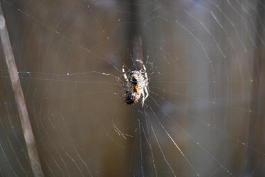 spider-spider-web-insect-arachnids-1046424.jpg