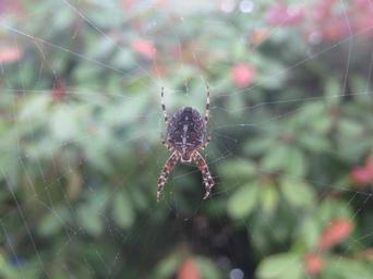 spider-web-spider-web-nature-1660841.jpg