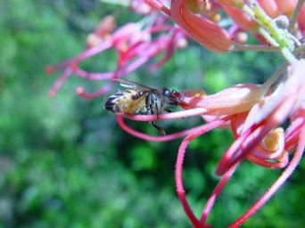 Bee drinking from bottlebrush flower.jpg