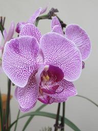 violet-orchid-beautiful-orchid-1440066.jpg