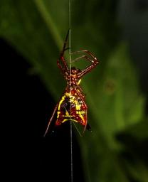 spider-web-colorful-macro-arachnid-776539.jpg