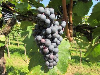 grapes-wine-vine-blue-grapes-blue-462393.jpg