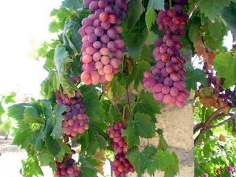 grapes-grape-vine-wine-fruits-101354.jpg