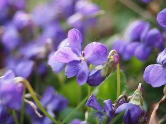 scented-violets-violet-flower-1077143.jpg