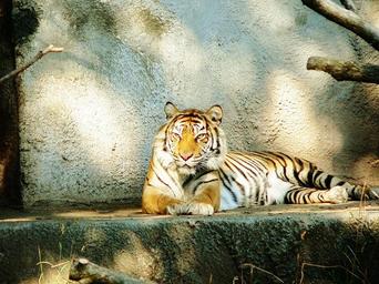 siberian-tiger-animal-1345228.jpg