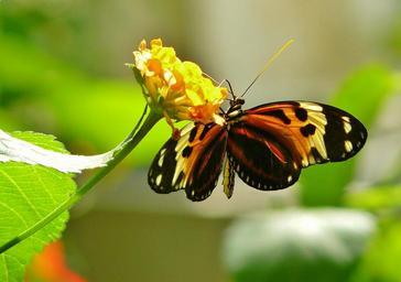 butterfly-butterflies-animal-insect-336913.jpg