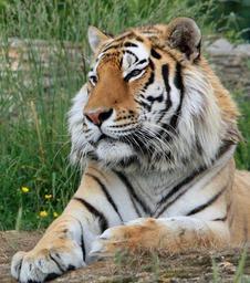 tiger-siberian-tiger-big-cat-feline-275944.jpg