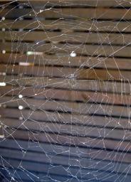 spider-web-spiderweb-spider-web-417245.jpg