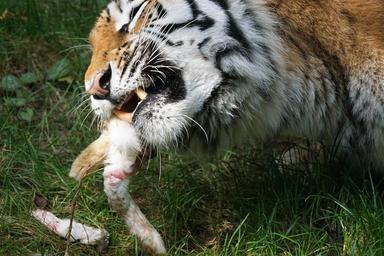 tiger-amurtiger-predator-cat-1703322.jpg